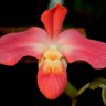 Орхидея Phragmipedium Peruflora's Cirila Alca (ещё не цвёл) 