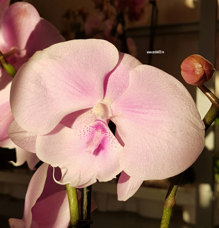 Орхидея Phalaenopsis Big Lip (отцвел)   