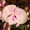 Орхидея Phalaenopsis Big Lip (отцвел, УЦЕНКА)