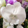 Орхидея Phalaenopsis Big Lip (отцвел)