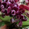 Орхидея Phalaenopsis, mini (отцвел)  