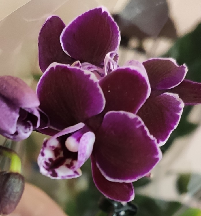 Орхидея Phalaenopsis, mini (отцвел)  