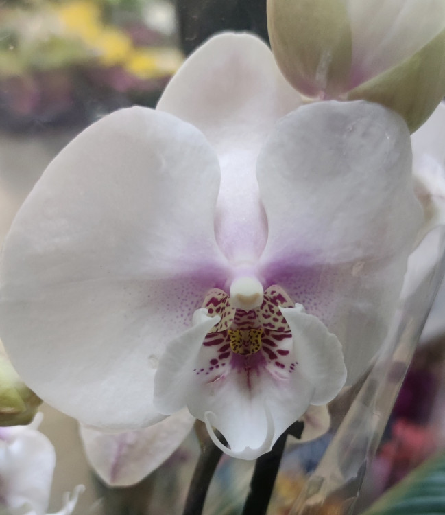 Орхидея Phalaenopsis Big Lip (отцвел)    