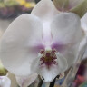 Орхидея Phalaenopsis Big Lip (отцвел)    