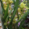 Орхидея Cymbidium