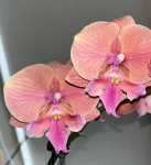 Орхидея Phalaenopsis Big Lip 