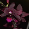 Орхидея Phalaenopsis Black Bird, multiflora (отцвёл)
