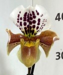 Орхидея Paphiopedilum hybrid (отцвел)      