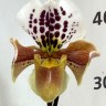 Орхидея Paphiopedilum hybrid (отцвел)      
