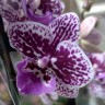 Орхидея Phalaenopsis Big Lip midi (отцвел, РЕАНИМАШКА)
