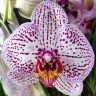 Орхидея Phalaenopsis Invention (отцвел, РЕАНИМАШКА)