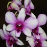 Орхидея Dendrobium Polar Fire (отцвел)