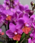 Орхидея Phalaenopsis Liu's Triprince 'Hot Lip', multiflora  