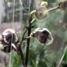 Орхидея Phalaenopsis Hsinying Little Knight 'Voodoo'