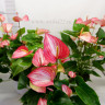 Anthurium Livium Red (отцвел)