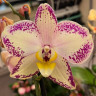 Орхидея Phalaenopsis Charlotte (отцвёл)