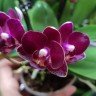 Орхидея Phalaenopsis mini (отцвёл)