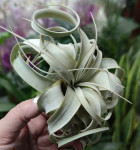 Тилландсия xerographica