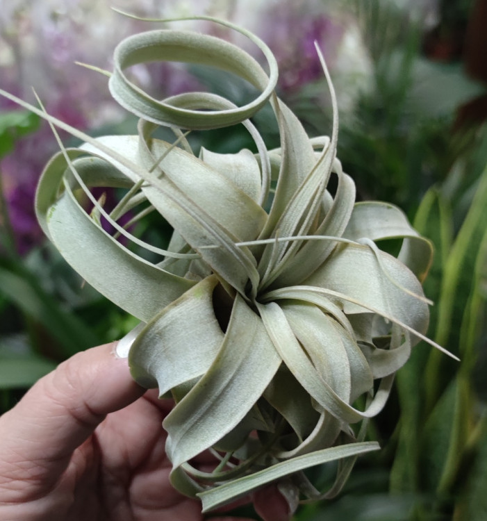 Тилландсия xerographica