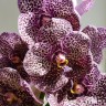 Орхидея Vanda Black Beauty (отцвела)