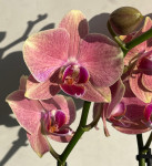 Орхидея Phalaenopsis Pirate Picotee mutation