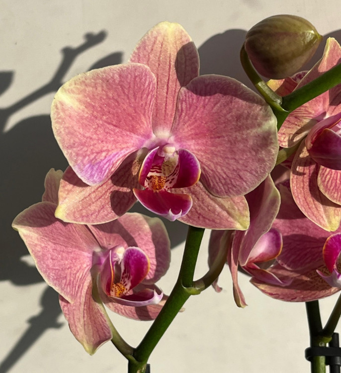 Орхидея Phalaenopsis Pirate Picotee mutation