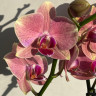 Орхидея Phalaenopsis Pirate Picotee mutation