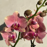Орхидея Phalaenopsis Pirate Picotee mutation