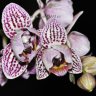 Орхидея Phalaenopsis mini