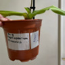 Орхидея Paphiopedilum Pinocchio (отцвел, УЦЕНКА*)