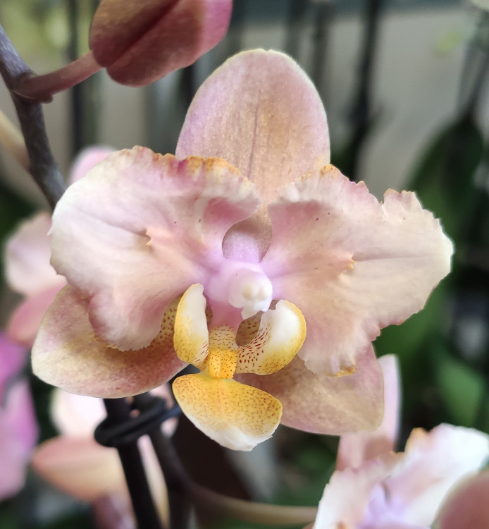Орхидея Phal. Perfumе Scention peloric, multiflora (отцвел, РЕАНИМАШКА*)