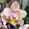 Орхидея Phal. Perfumе Scention peloric, multiflora (отцвел, РЕАНИМАШКА*)