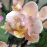 Орхидея Phal. Perfumе Scention peloric, multiflora (отцвел, РЕАНИМАШКА*)