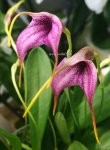 Орхидея Masdevallia 