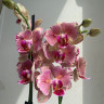 Орхидея Phalaenopsis Pirate Picotee peloric  