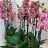 Орхидея Phalaenopsis Pirate Picotee peloric  