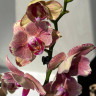 Орхидея Phalaenopsis Pirate Picotee peloric  