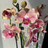 Орхидея Phalaenopsis Pirate Picotee peloric  