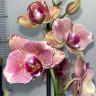 Орхидея Phalaenopsis Pirate Picotee peloric  