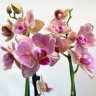Орхидея Phalaenopsis Pirate Picotee peloric  