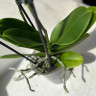 Орхидея Phalaenopsis Pirate Picotee peloric  