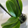 Орхидея Phalaenopsis Pirate Picotee peloric  