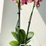 Орхидея Phalaenopsis Pirate Picotee peloric  