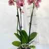 Орхидея Phalaenopsis Pirate Picotee peloric  