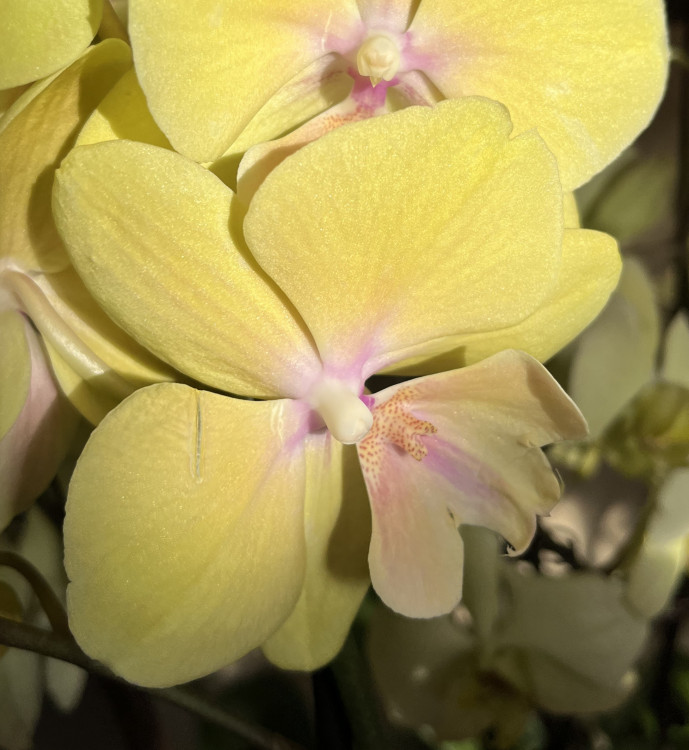 Орхидея Phalaenopsis Big Lip (отцвел)