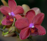 Орхидея Phalaenopsis multiflora (отцвёл)