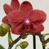 Орхидея Phalaenopsis multiflora (отцвёл)