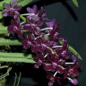 Орхидея Vandachostylis Colmarie (отцвела)