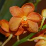 Орхидея Vandachostylis Orange (ещё не цвёл)