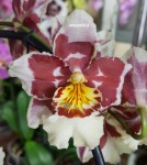 Орхидея Cambria   